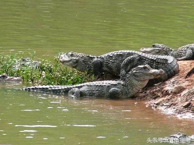 代购骗局朋友圈,朋友圈代购真实案例