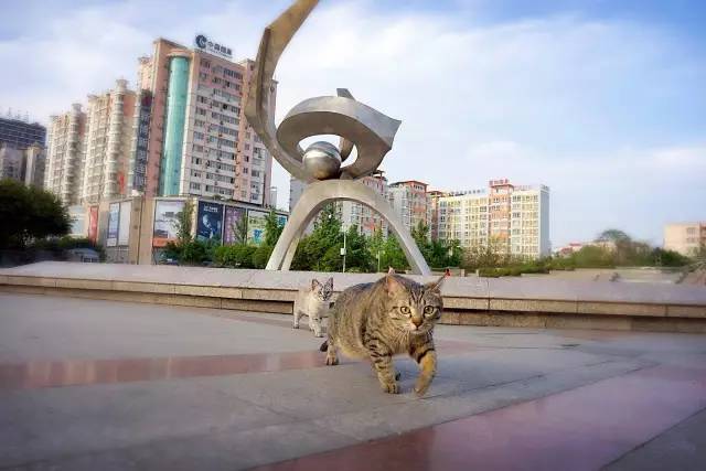 好耍|喵星人大摆造型带你玩转青白江，不萌你来找我！