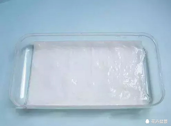 花种子催芽的常见方法有哪些,各种花种催芽方法