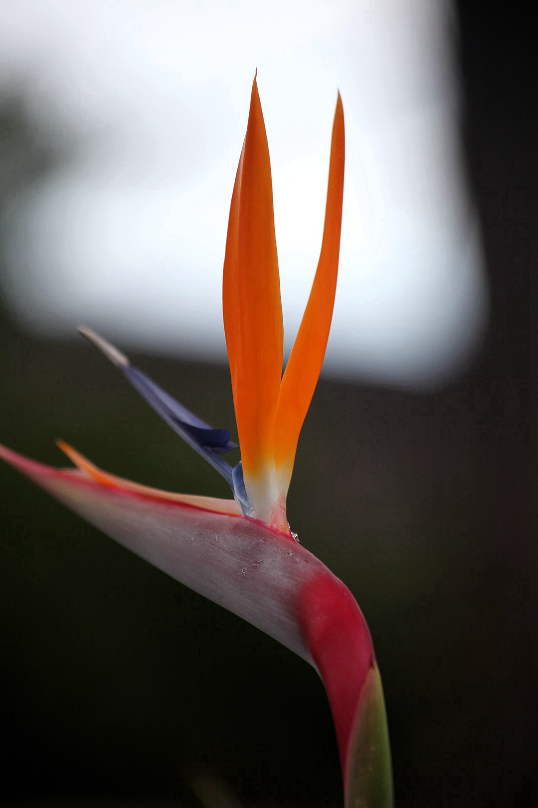 兰花玉肌翠骨、纯朴雅丽。