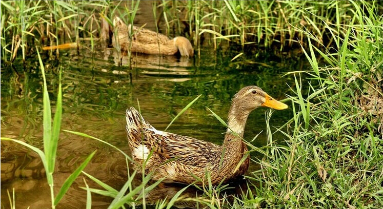 五香咸鸭蛋的正宗做法,五香咸鸭蛋的腌法50个鸭蛋多少盐