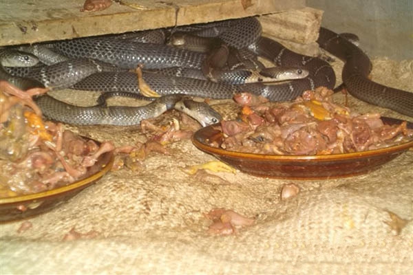 别盲目养殖,盲目养宠物