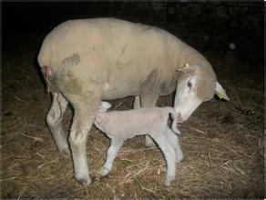母羊难产人工助产后屡配不孕,母羊难产人工助产的几个方法