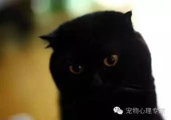 应粉丝要求：各类猫猫在北上广的报价，其他城市可以参考