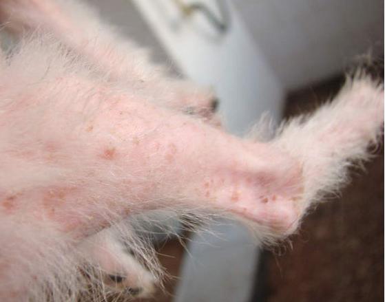 狗湿疹的最佳治疗方法,狗身上的湿疹怎么治