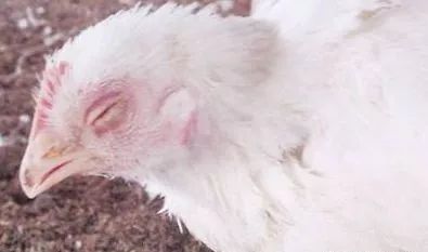 鸡病判断法,鸡的常见疾病及临床表现