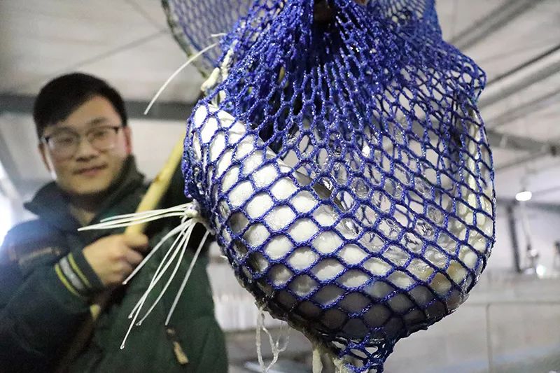 日本养殖银鲑鱼,淡水鲑鱼养殖