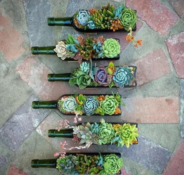 ins多肉,外国大神多肉