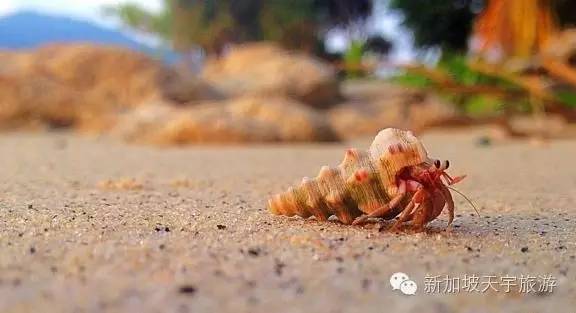 泰国的马尔代夫丽贝岛,泰国马尔代夫的海岛