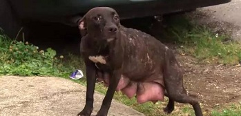 母狗涨奶严重,狗妈妈涨奶的症状