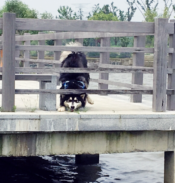 阿拉斯加犬智商排名第几,边牧和阿拉斯加智商谁高