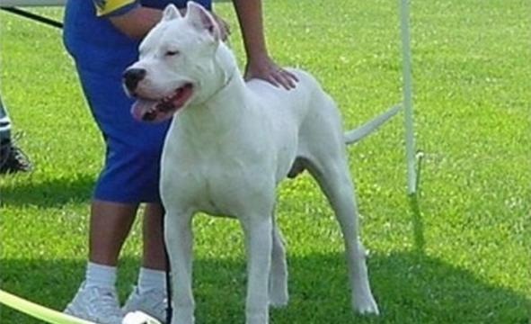 杜高犬如何饲养,杜高犬冬天怎么度过