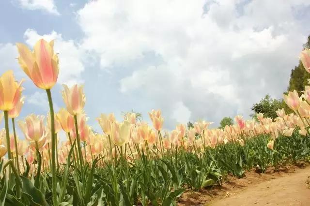 端午旅游景点推荐旅游团,端午假期这些景点全免费