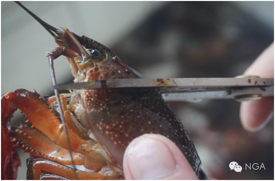 学做小龙虾最简单的方法,学做半成品小龙虾