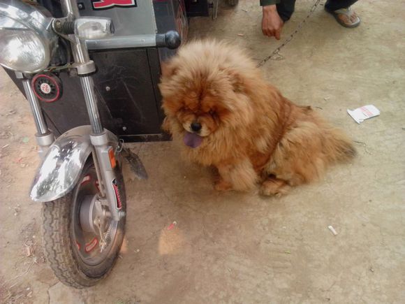 买狗碰到无良商家怎么办,买狗狗不容易踩坑