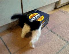 猫突然不见了该怎么办,早上喂猫发现猫不见了