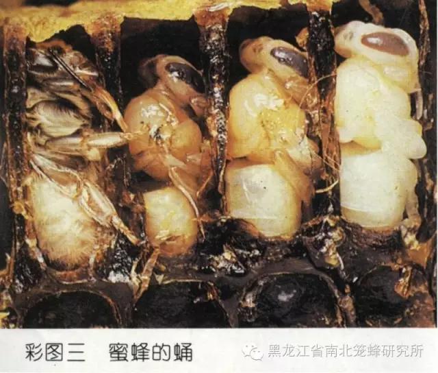 养蜂的蜜蜂是怎样变成蜂王的 (养蜜蜂的蜂农是怎样养蜂的)