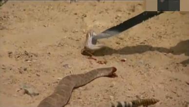 打蛇打七寸真的能把蛇打跑吗,遇到蛇可以打蛇打七寸吗