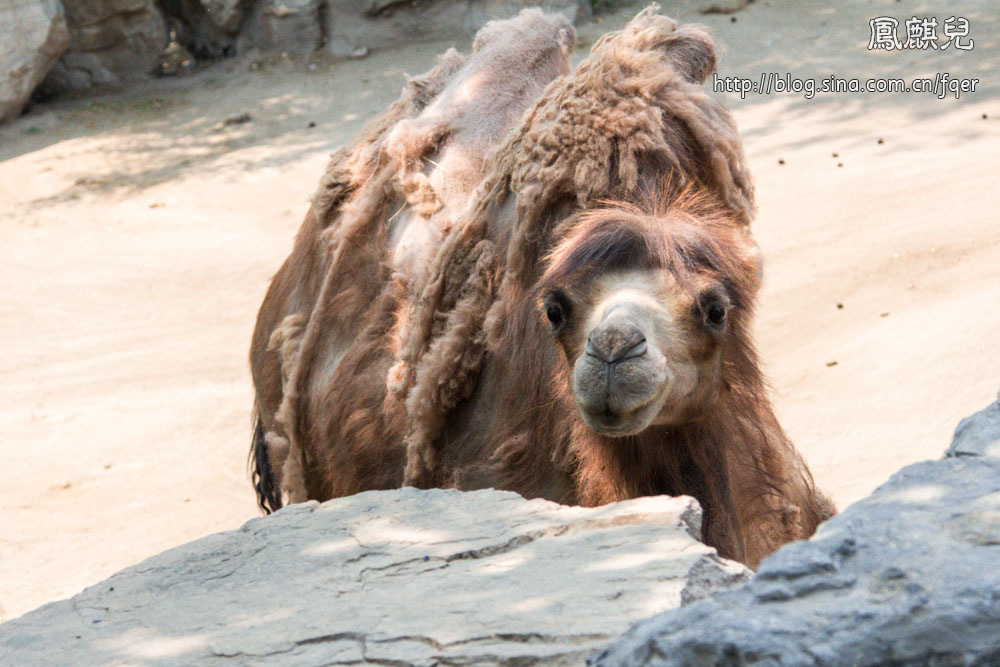 ​[凤麒儿]北京动物园——与动物的亲密接触