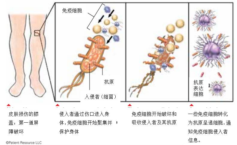 癌症做免疫组化的意义,癌症细胞免疫治疗