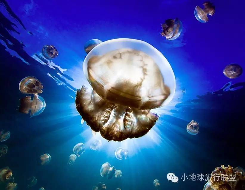 帕劳水母湖水母变少,帕劳水母湖的水母都去哪儿了