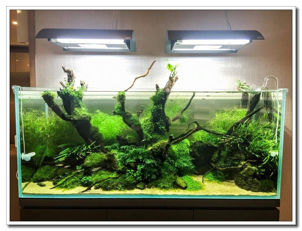 水族新手养鱼攻略,鱼缸养鱼攻略新手必备