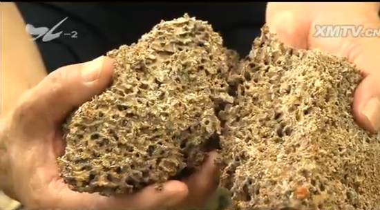 厦门“人蚁大战”！汀溪水库掘地三尺生擒食指粗的白蚁蚁后，这场面简直