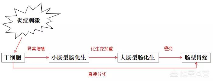 胃镜肠上皮化生是怎么回事,胃镜提示上皮肠化