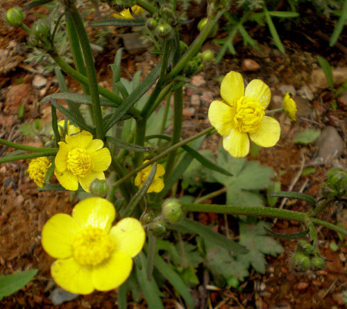 自然界中有什么治疗肺结核的植物,猫耳草治疗肺结核