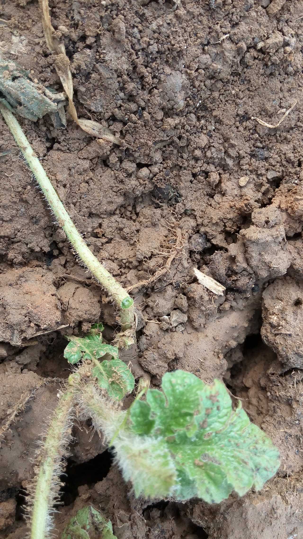 电脑里偷菜的游戏玩过的来集合,真实的偷菜游戏