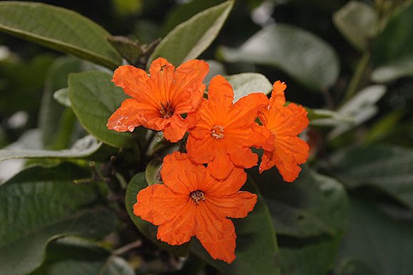 古巴Chanel2017早春度假系列大秀