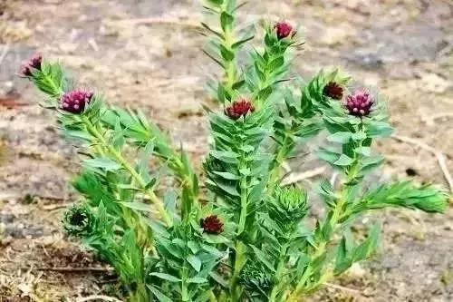 扩散丨清明扫墓，见到这种花千万不要摘，是毒药之王！