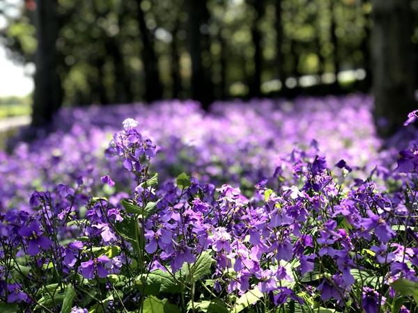 万亩树林土壤改造,林下改造