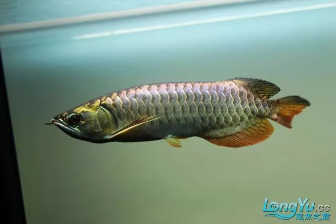 一招教你选龙鱼,龙鱼饲养经验交流