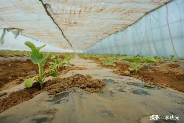 磴口的华莱士哪里有卖,天下第一瓜只有在磴口能吃上