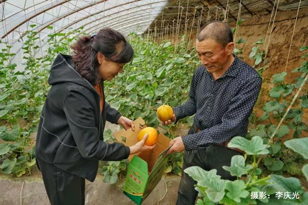 天下第一菜的西瓜视频,天下第一瓜只有在磴口能吃上