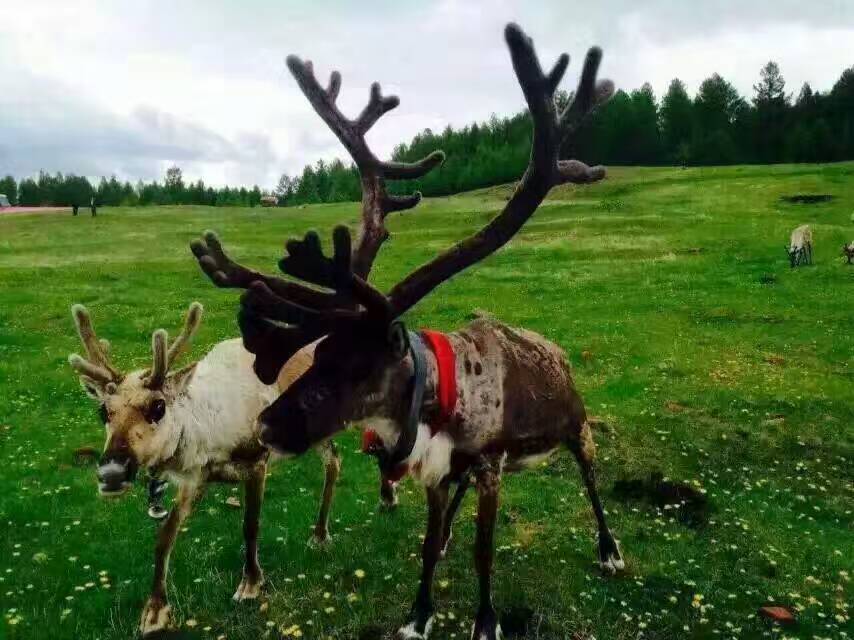 大武口呼伦贝尔风情园烤全羊团购,呼伦贝尔旅游必吃的十大特色美食