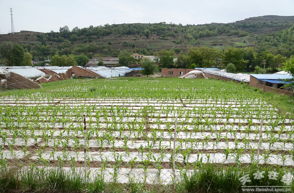 天水市最美乡村谢沟村,天水市麦积区最美村庄