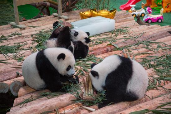 送福利！与其在家葛优躺，不如抢票来长隆参加熊猫三胞胎生日趴~