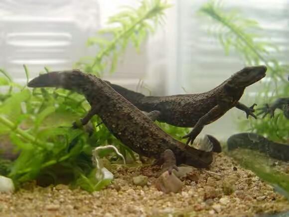 养蝾螈需注意什么哪种蝾螈最好养,观赏蝾螈怎么养才能养活