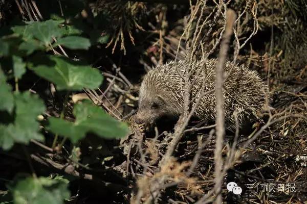 小区里发现一只刺猬,小区发现一只刺猬