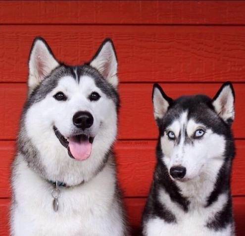 铲屎官回家看到这一幕,铲屎官回家的反应