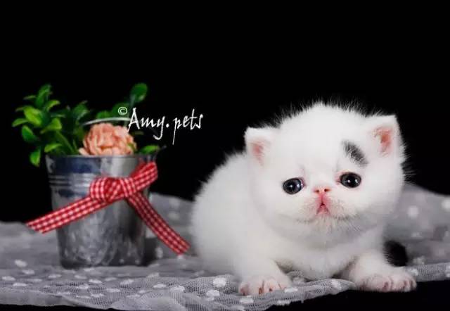 趣说猫历史|原来所有猫咪中性格最好的是你呀！