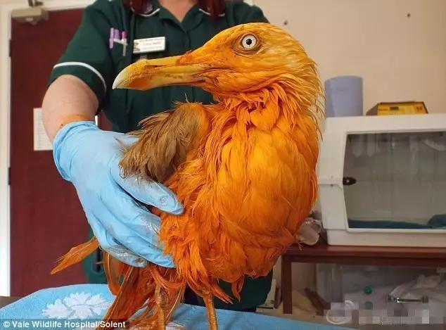 实况足球2016一球成名修改,2016欧洲杯夺冠历程