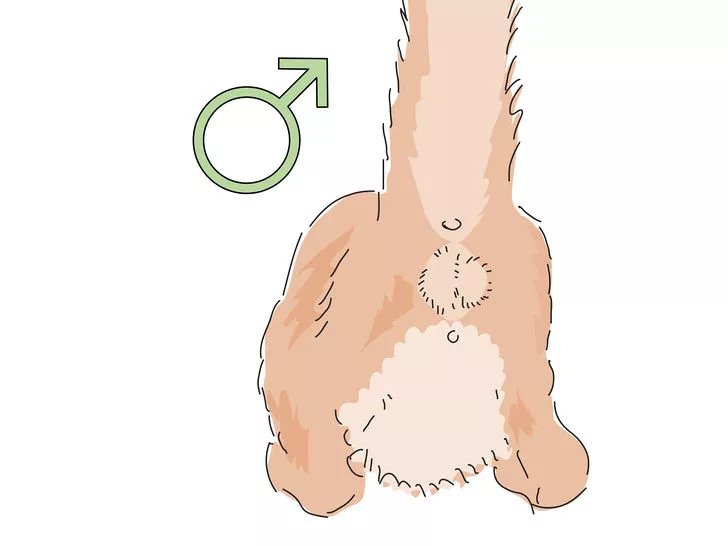 怎么识别小猫多大,怎么分辨小猫猫的性别