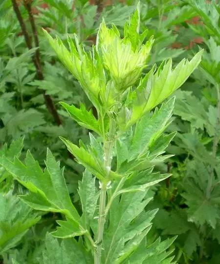 蕲艾文化节专题④▏是这些人敬艾为宝，才让蕲艾成为传奇！