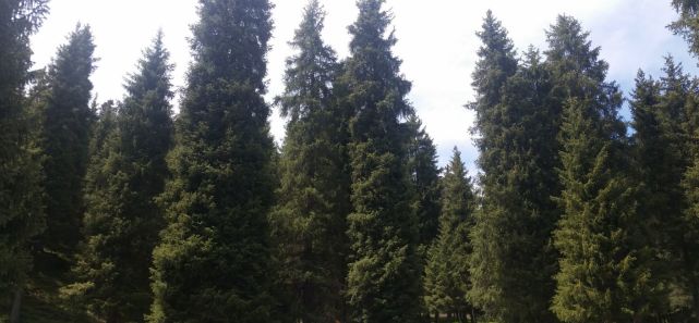 一景一日能观四季：天山“瑶池”是怎样的美轮美奂