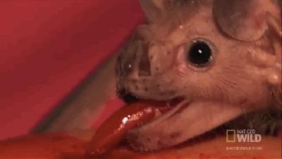 5个不为人知的动物界冷知识,十个你不知道的动物界冷知识