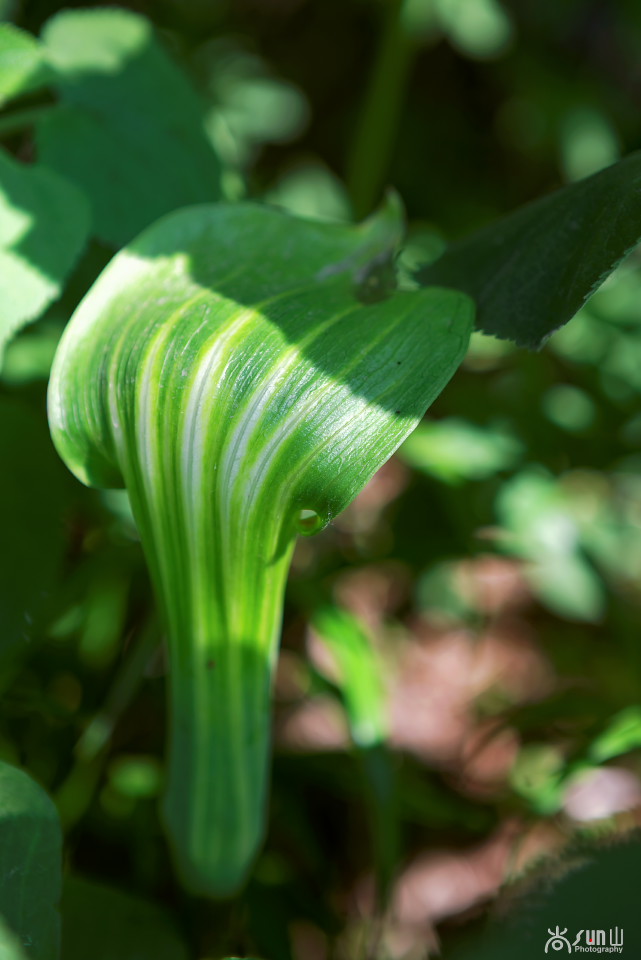 以毒攻毒中医可靠吗,以毒攻毒的药材