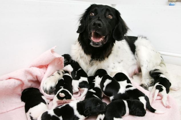 狗狗产后怎么护理,狗狗产后流鲜血用什么药